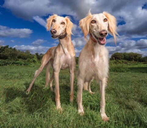 Unwanted Shelter Dogs Get the Supermodel Treatment to Help Them Find ...