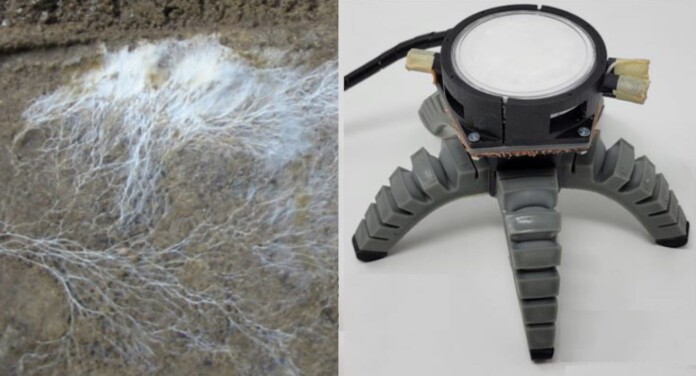 Mycelium photo by Lex VB CC 3.0. license / robot by Cornell University