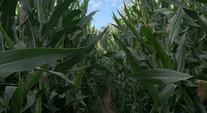 corn field crop pubdomain Filip Starý