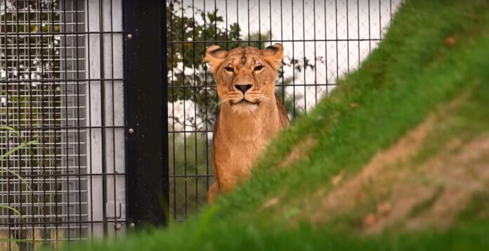 credit - The Big Cat Sanctuary, retrieved from YouTube
