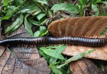 title= problem solving on pythagorean theorem