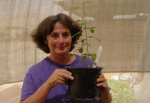 Scientists Grow Tree from 1,000-year-old Seed Found in Cave–May Be Lost Medicinal Plant in the Bible