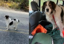 Dog Sits Down in Middle of Road Unmoving–Until Officer Follows to Save Her Owner