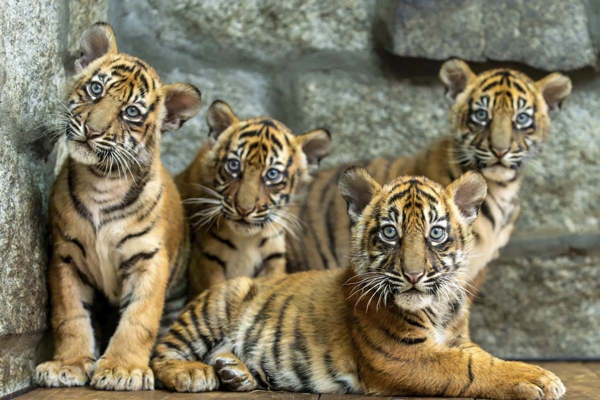 Polish Zoo Celebrates Globally Unprecedented Birth Of 4 Critically 