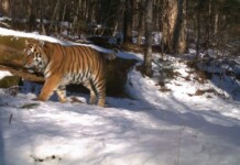 Kazakhstan Plants 37,000 Seedlings to Prepare for Imminent Return of Tigers