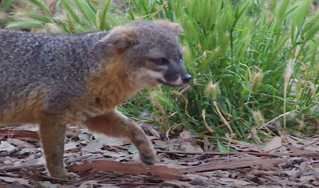 Mutual of Omaha’s Wild Kingdom Returns to Modern Screens With Hopeful ...