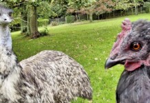 Baby Emu Orphan is Adopted by a Chicken–An Unexpected Mother Hen Turned Teacher