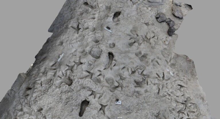 2 Different Species of Human Ancestors Left Footprints at Same Spot on ...