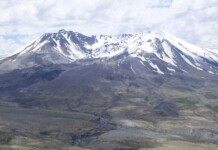 Gophers Brought Mount St. Helens Back to Life in a Single Day–Following Devastating Eruption