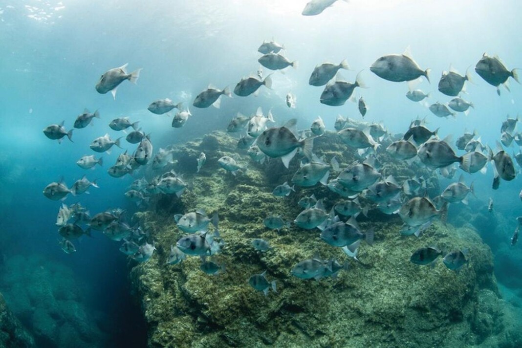 The Azores Protects Whales and Corals with Marine Preserve as Big as ...