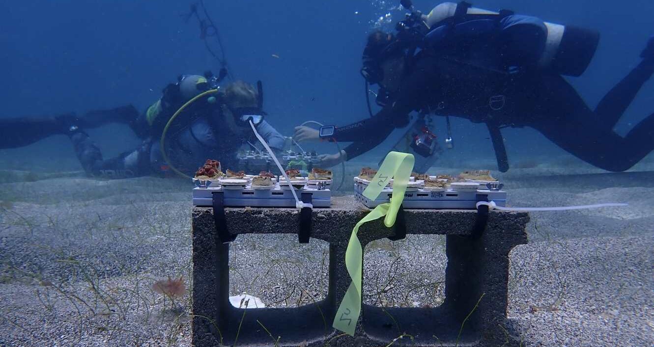 Boosting Coral Health: Nutrient-Infused Tiles for Resilient Reefs