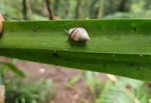 These Tiny Snails Are Breeding in the Wild for the First Time in 40 Years in French Polynesia
