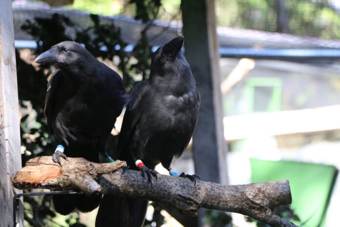 Two Hawaiian crows ready for release into the wild - Credit Hawaii Department of Land and Natural Resources