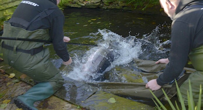 Fish rescued from garden pond after it grew from six inches to 5ft in 25 years
