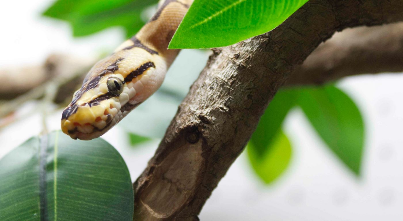 The Year of the Snake Promises Ample Chances to Strike Back Against Misfortune