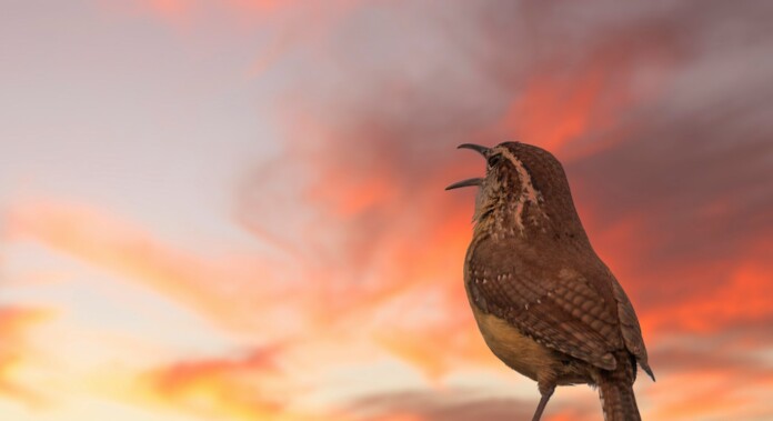 wren bird singing by Trac Vu pubdomain VECNxs9-EjU unsplash