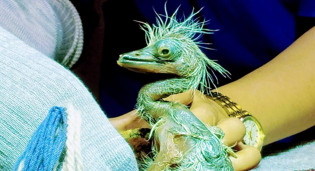 Japanese Team Saves Nearly-Extinct Herons by Hand-Rearing Chicks