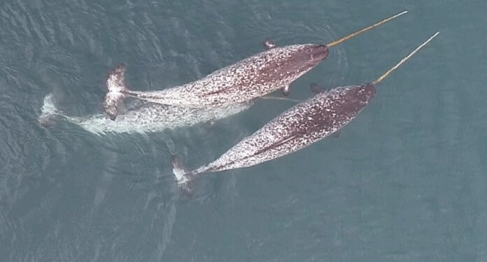 narwhal-newsdesk