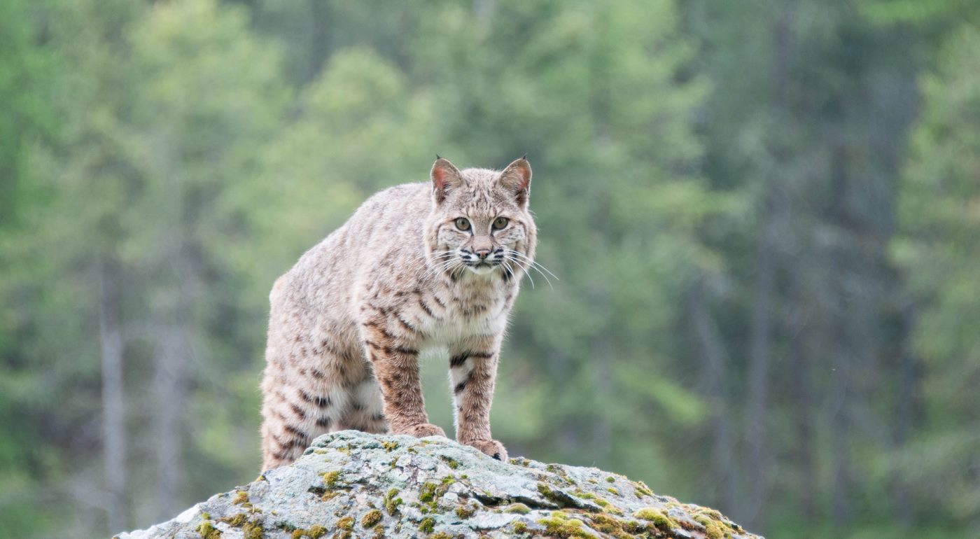 Bobcats Gain Migratory Corridors in New Jersey – A Patchwork of Sanctuary Thanks to Nonprofit Bobcats Gain Migratory Corridors in New Jersey – A Patchwork of Sanctuary Thanks to Nonprofit