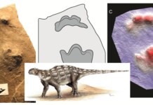 First Confirmed Footprints of 3-Toed Ankylosaur Found Anywhere in the World Identified in Canada