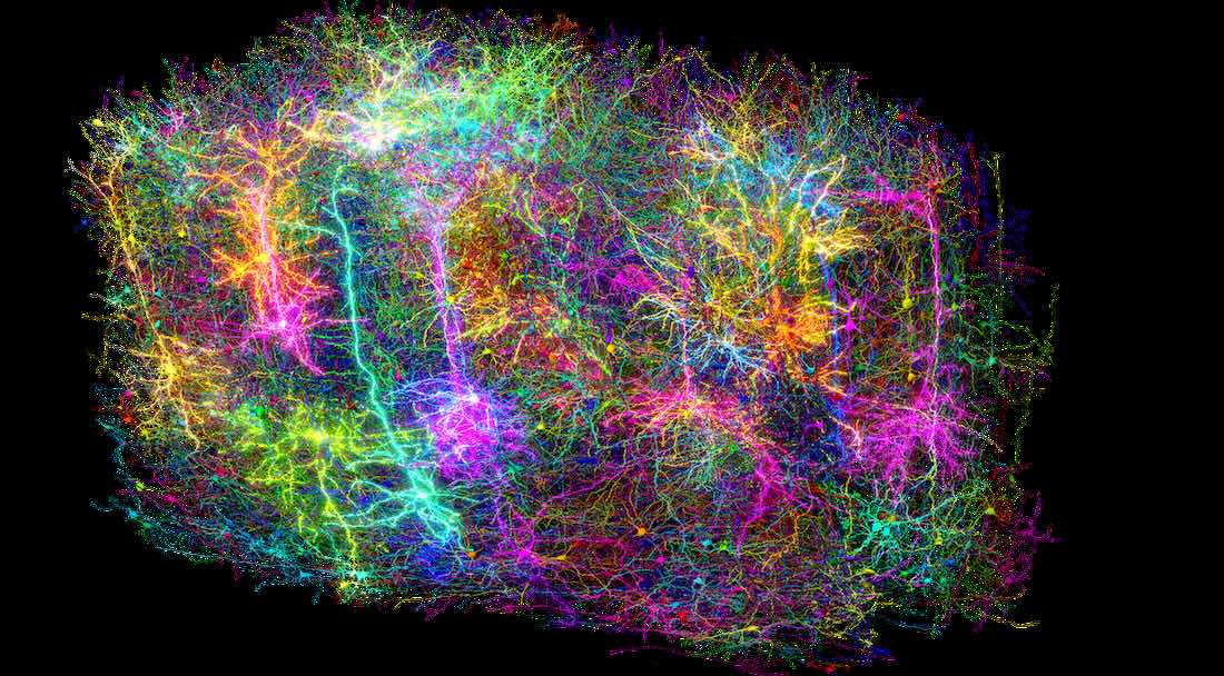 The Immense Complexity of a Brain is Mapped in 3D for the First Time ...