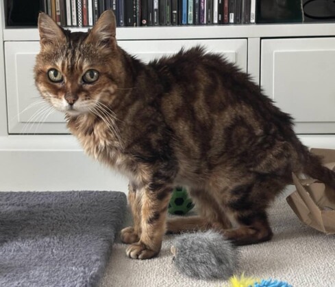 Man is ‘Overwhelmed’ as His Bengal Cat is Returned From 16-year Absence ...