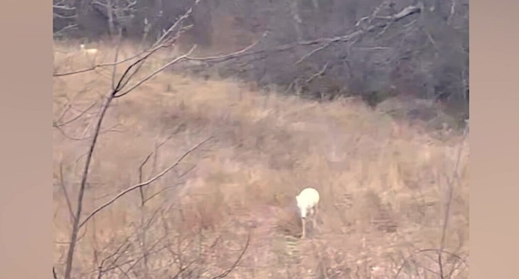 Two Rare Albino Deer Spotted Together in Iowa–Like a Pair of Unicorns ...