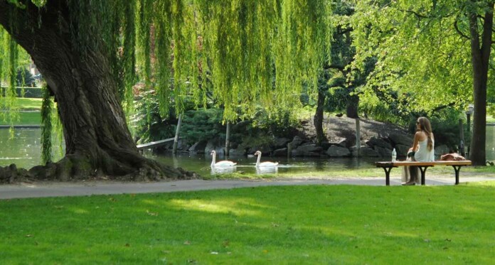 woman alone at park with lake and swans-Josephine Baran cjrULwnJKhI-unsplash