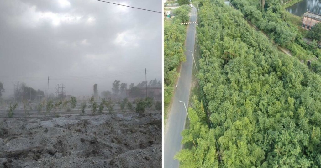 New Bamboo Plantations Are Healing Villages Choked by Toxic Ash from Coal Plants in India