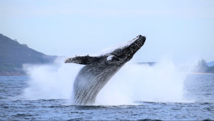 A humpback whale in Australian waters - credit, supplied by Jenn Leayr