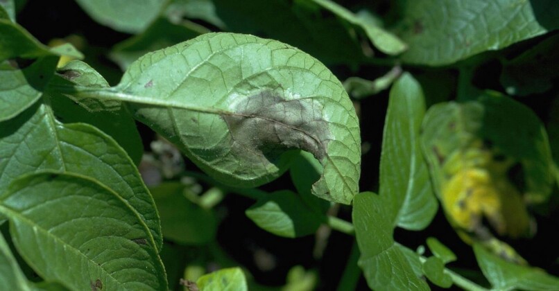 Blight Insect Potato Blight Warning App to Help Farmers Beat a Billion Dollar Pest