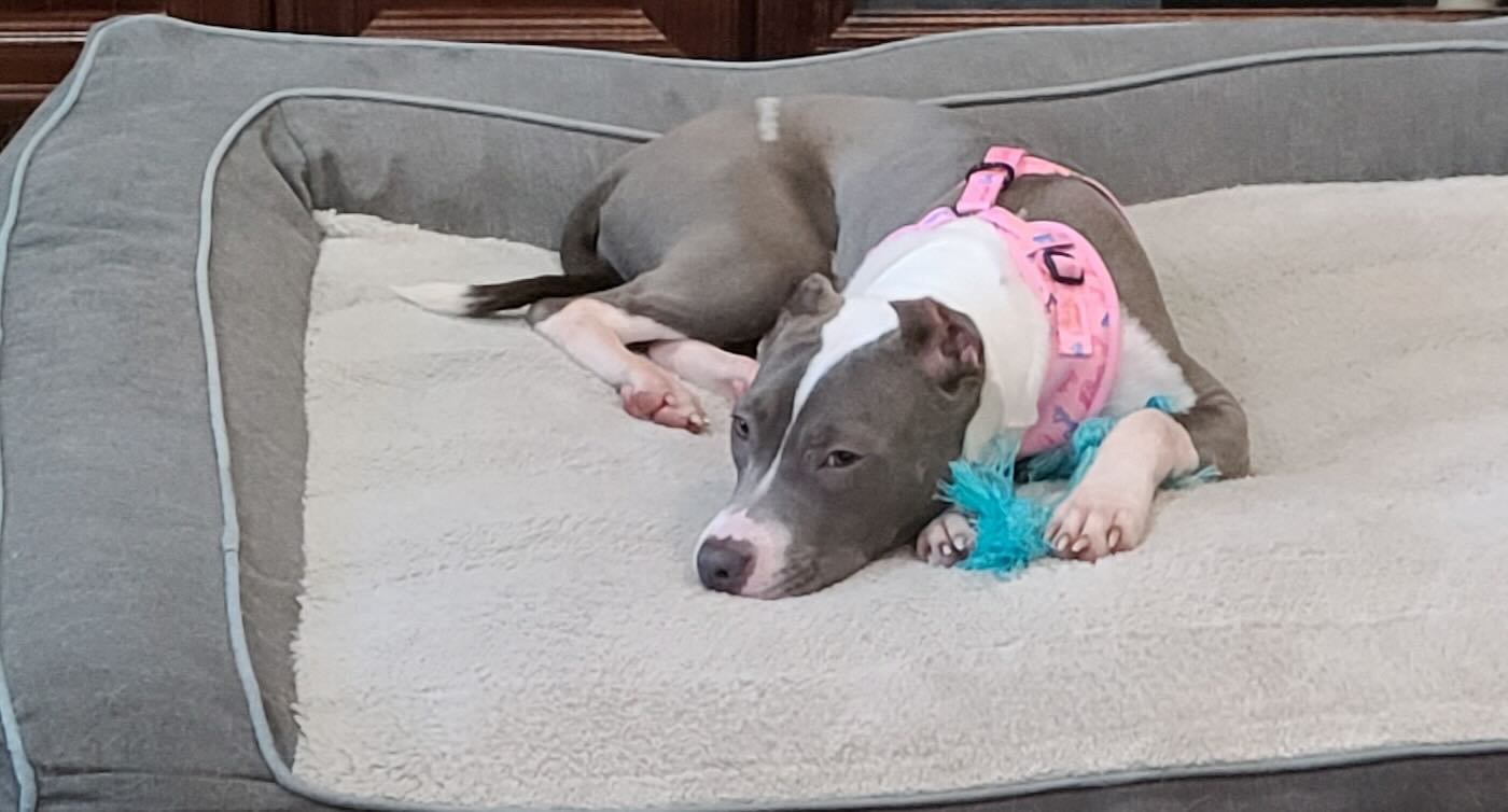 Woman Finds Abandoned Pup in Woods And Finds Perfect New Owners – Grieving a Dog Loss of Their Own