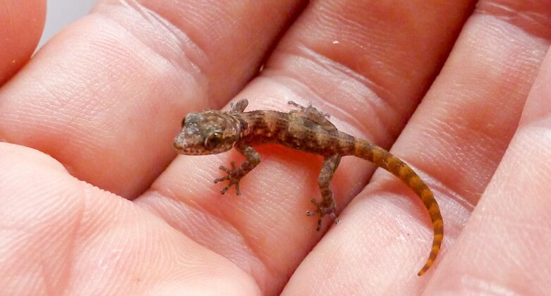 Lesser Gecko A Tiny Gecko Species Once Thought Extinct Just Made a Comeback in the ...