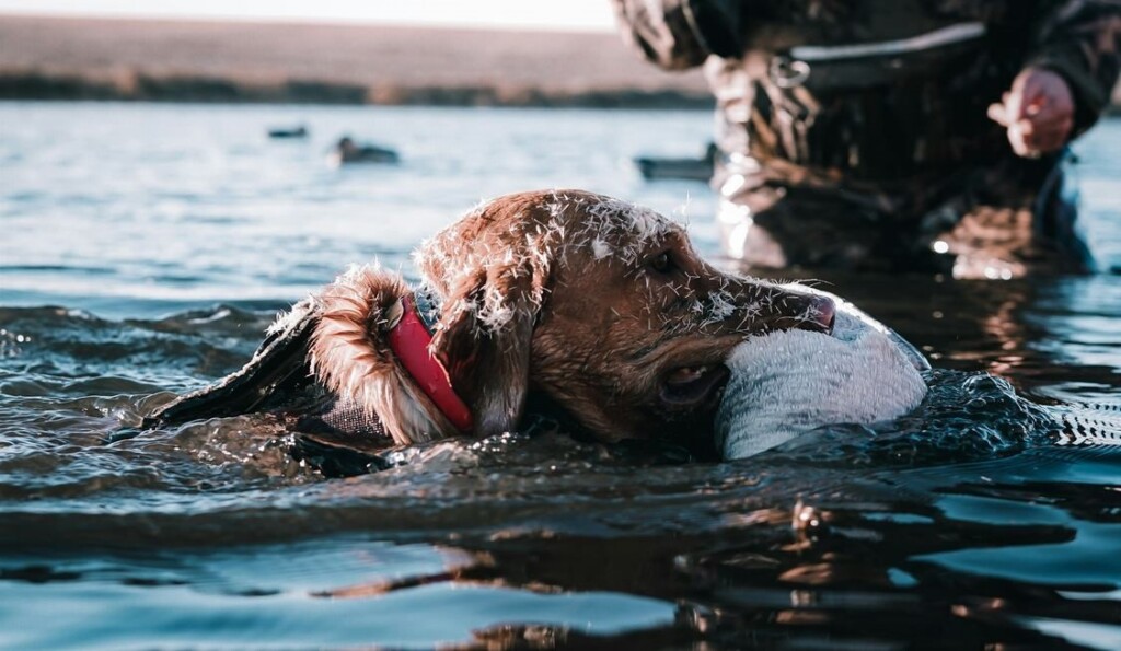 ‘Long Overdue’ Lead Ammunition Ban Announced in the UK to Save Thousands of Birds