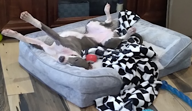 Woman Finds Abandoned Pup in Woods And Finds Perfect New Owners &ndash; Grieving a Dog Loss of Their Own