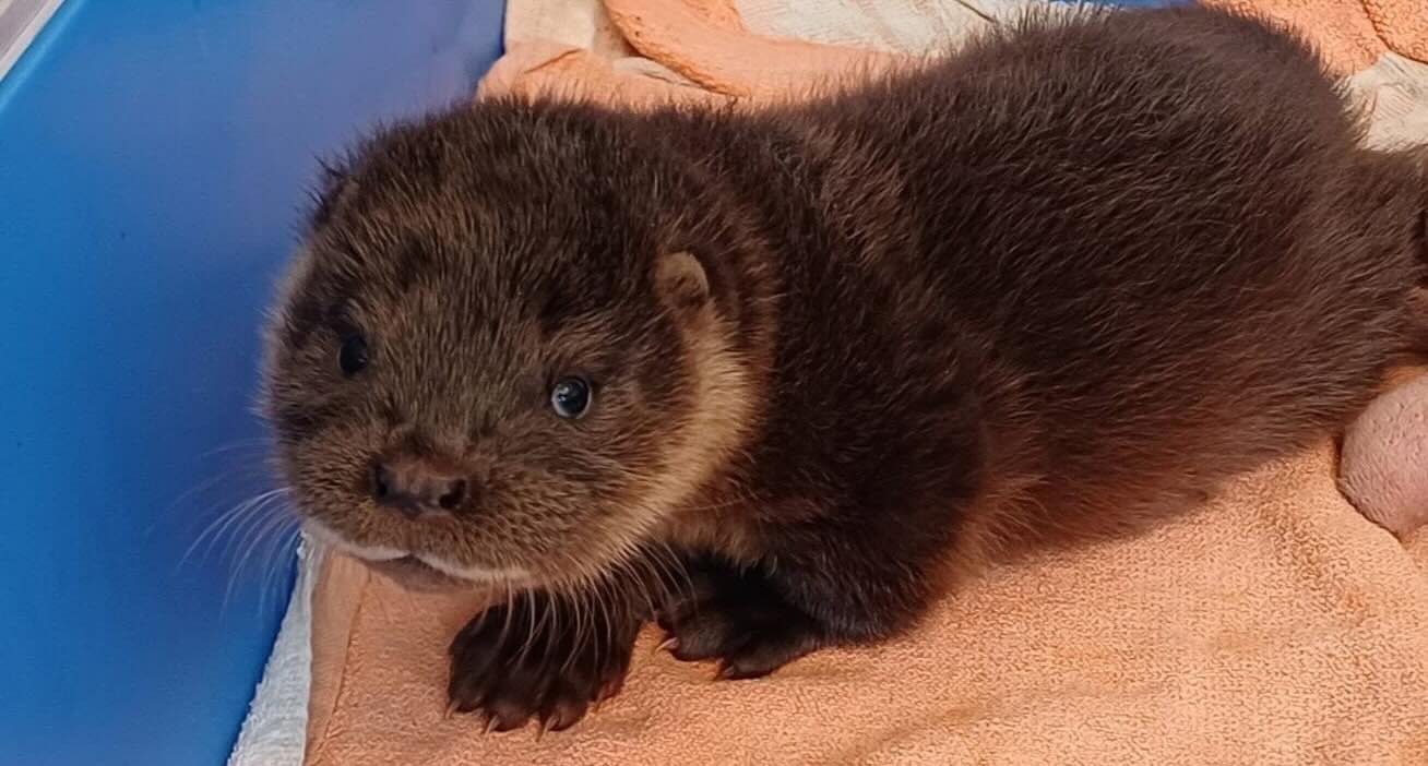 Zoo Officials Baffled When Lost Otter Cub is Found Snoring Among the Flamingos