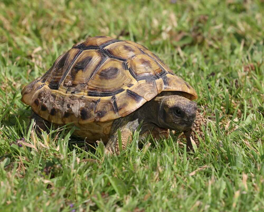Escaped Tortoise Found One Month Later 3 Miles Away &ndash; After Going On The Run At 0.004 Mph