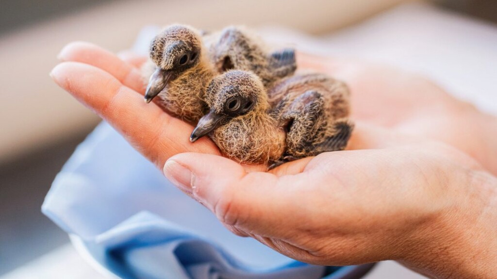 Zoo Experts Hatch Eight Rare Dove Chicks In Bid To Save Extinct Species