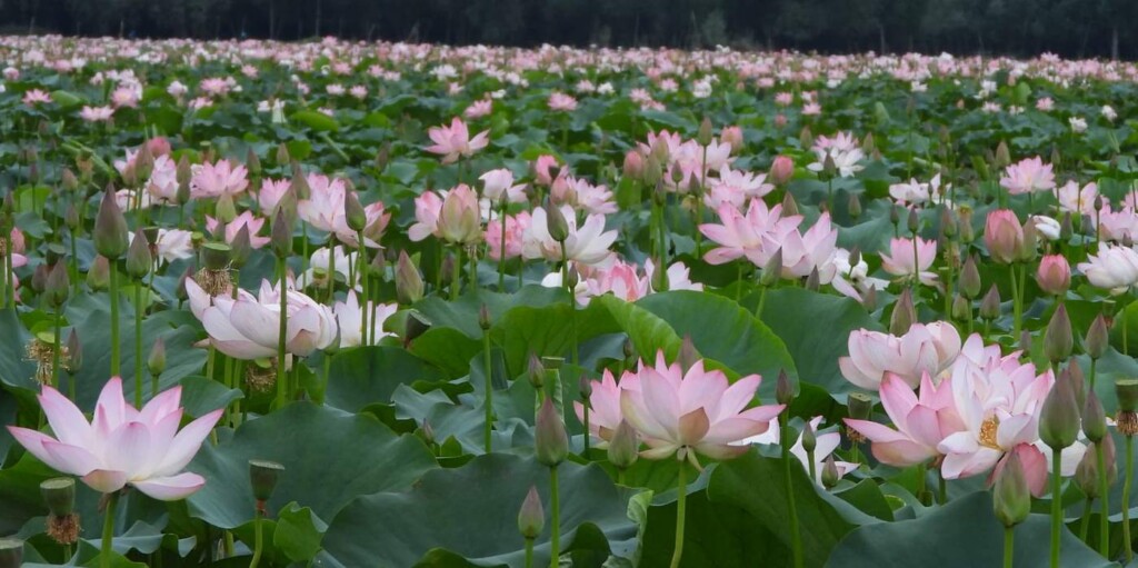 Joy And Relief As Lotus Flowers Bloom Again In Kashmiri Lake After Three Decades