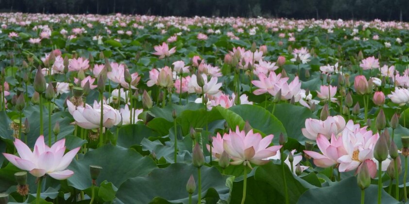 Joy and Relief as Lotus Flowers Bloom Again in Kashmiri Lake After ...