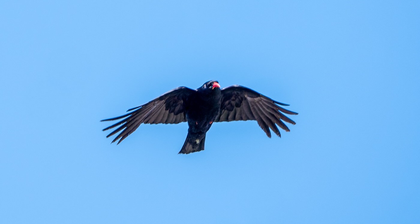 Historic Moment As Red-Billed Bird Takes To The Skies For First Time In 200 Years&ndash;A Win For Chough Species In England