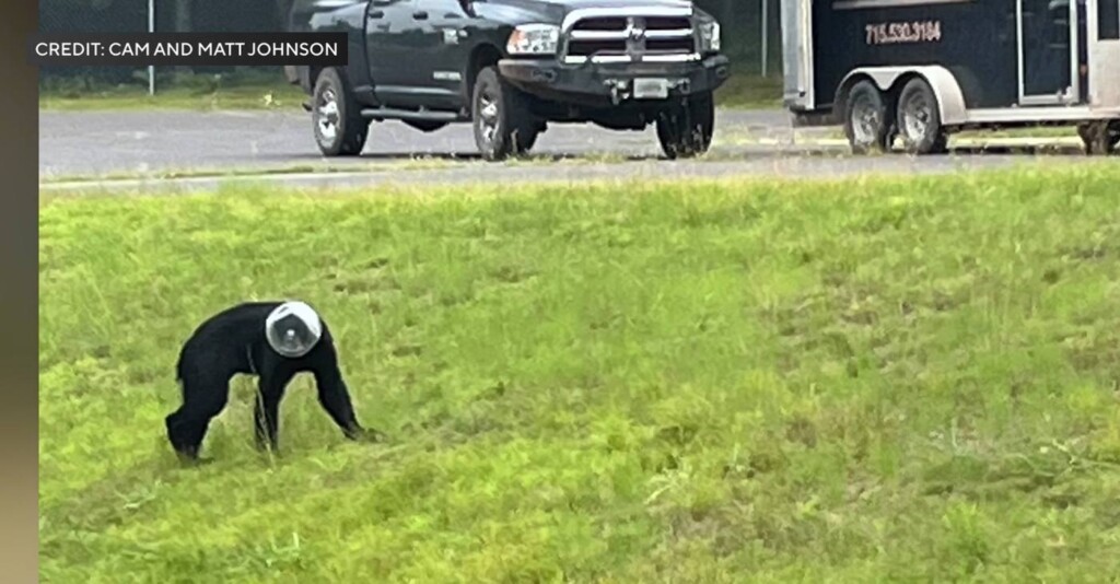 Wisconsin Bear With Snack Jug Stuck On Head Freed, Relocated And Released