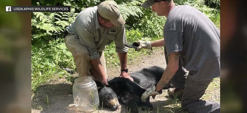 Wisconsin Bear With Snack Jug Stuck On Head Freed, Relocated And Released