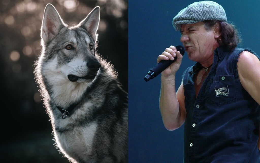 Scarlett Johansson And Ac/Dc Are Being Used To Scare Off Wolves By American Farmers