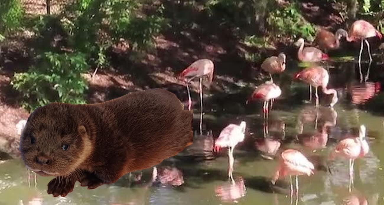 Zoo Officials Baffled When Lost Otter Cub is Found Snoring Among the Flamingos