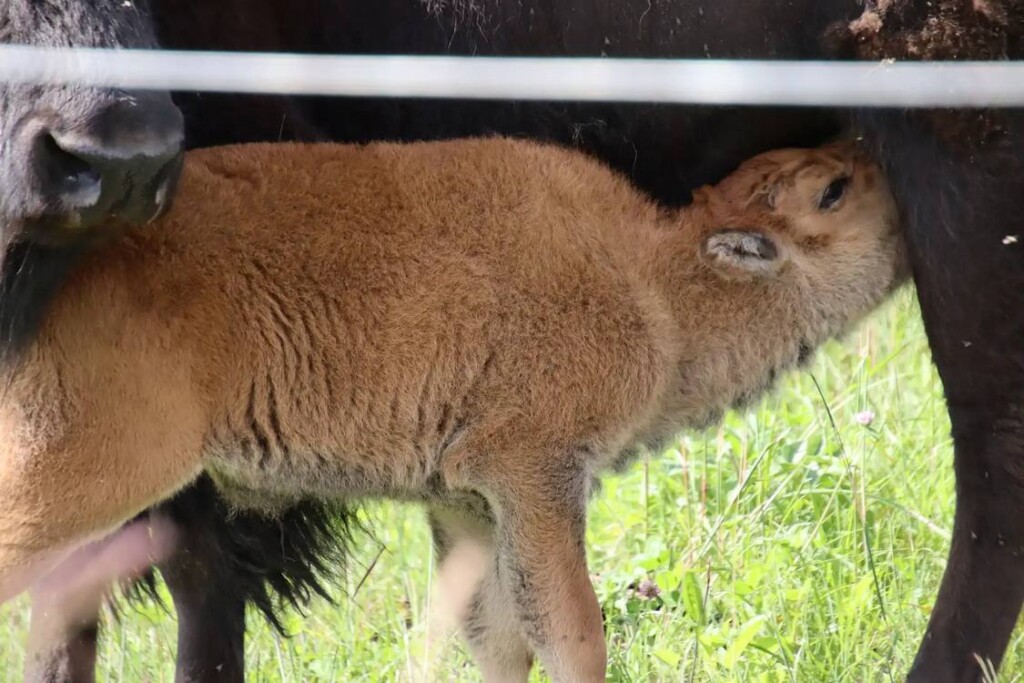 Minnesota’s Largest Indian Reservation Celebrates First Home-Born Bison Calf