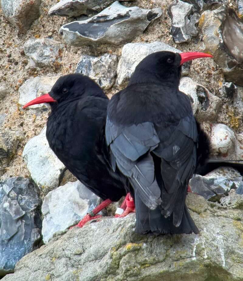 Historic Moment As Red-Billed Bird Takes To The Skies For First Time In 200 Years&ndash;A Win For Chough Species In England
