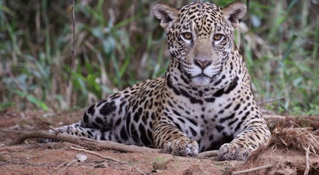 Researchers Blown Away After Finding Jaguar Population Up 30% Across Mexico