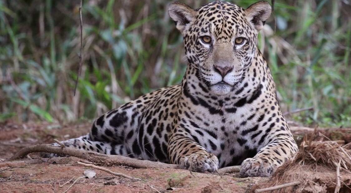 Researchers Blown Away After Finding Jaguar Population up 30% Across Mexico