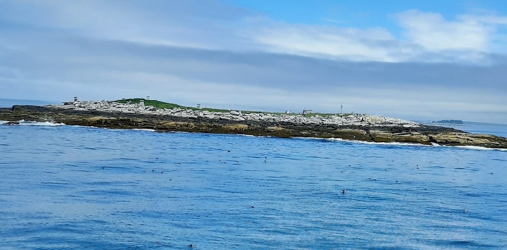 Determined Scientists Created Only Puffin Colony in the US, and Continue to Protect it Decades Later